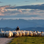 Bunul păstor: natură, film, religie